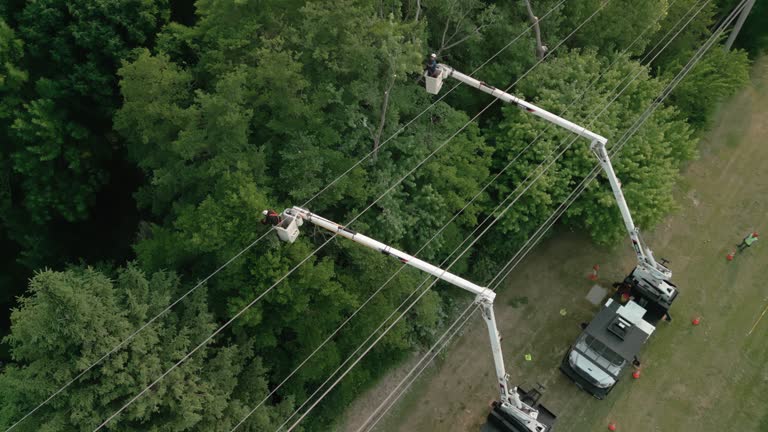 Professional Tree Care  in Groves, TX